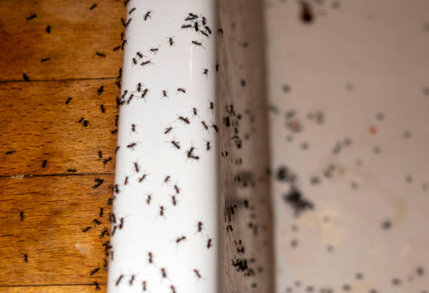 Best Insect Control  in Kennedy, CA