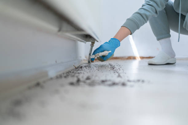 Best Flea Control Services  in Kennedy, CA